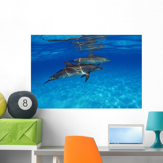 Stenella Plagiodon Wall Mural