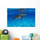 Stenella Plagiodon Wall Mural
