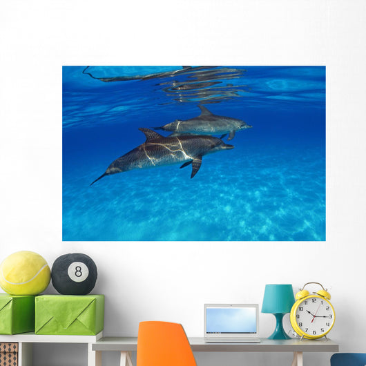 Stenella Plagiodon Wall Mural