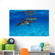 Stenella Plagiodon Wall Mural