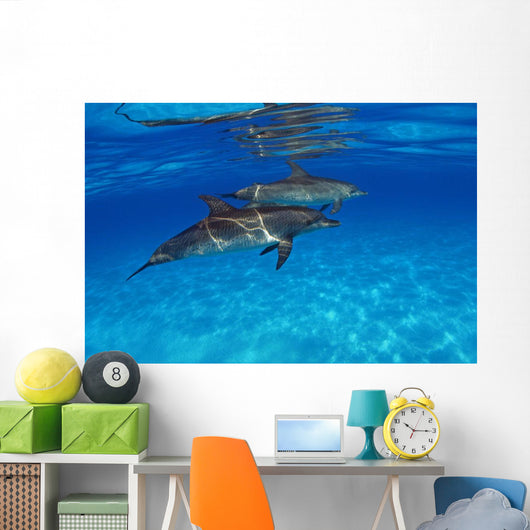 Stenella Plagiodon Wall Mural