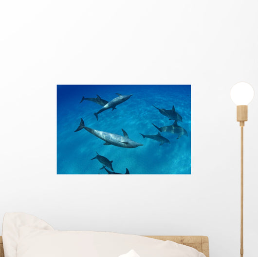 Atlantic Bottlenose Dolphin Interact With Atlantic Spotted Dolphin Wall Mural