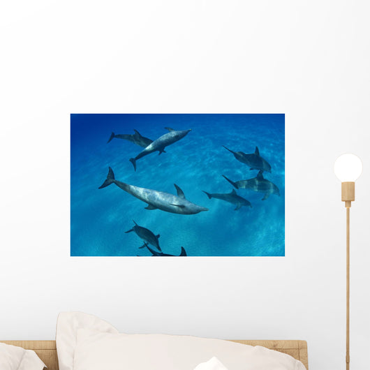 Atlantic Bottlenose Dolphin Interact With Atlantic Spotted Dolphin Wall Mural