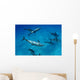 Atlantic Bottlenose Dolphin Interact With Atlantic Spotted Dolphin Wall Mural