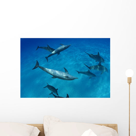 Atlantic Bottlenose Dolphin Interact With Atlantic Spotted Dolphin Wall Mural