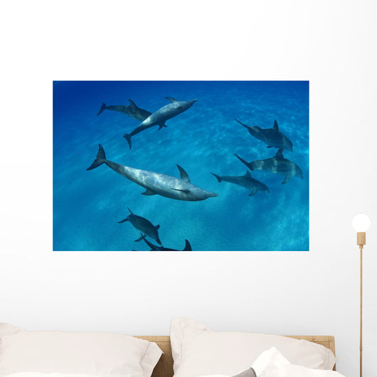 Atlantic Bottlenose Dolphin Interact With Atlantic Spotted Dolphin Wall Mural