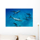 Atlantic Bottlenose Dolphin Interact With Atlantic Spotted Dolphin Wall Mural