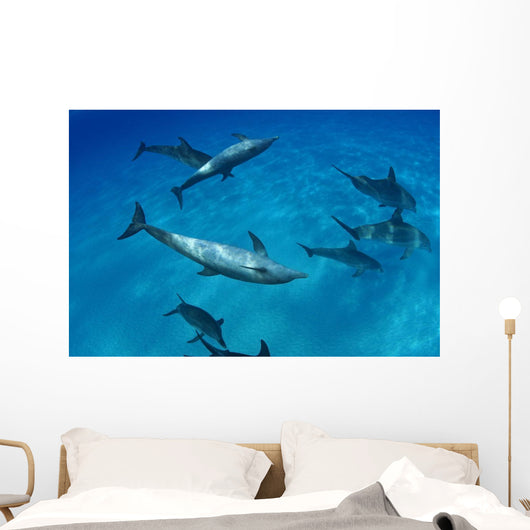 Atlantic Bottlenose Dolphin Interact With Atlantic Spotted Dolphin Wall Mural