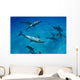 Atlantic Bottlenose Dolphin Interact With Atlantic Spotted Dolphin Wall Mural