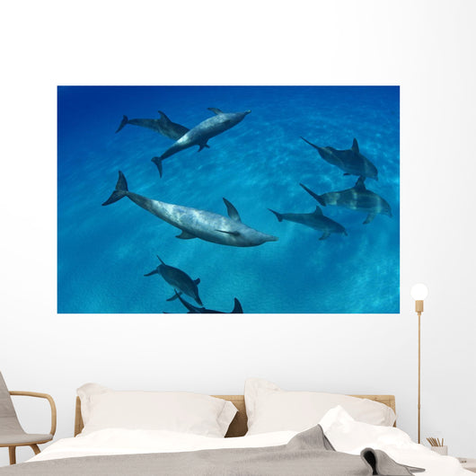 Atlantic Bottlenose Dolphin Interact With Atlantic Spotted Dolphin Wall Mural