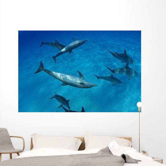 Atlantic Bottlenose Dolphin Interact With Atlantic Spotted Dolphin Wall Mural