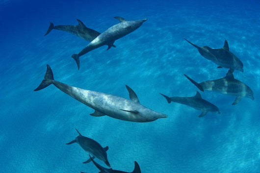 Atlantic Bottlenose Dolphin Interact With Atlantic Spotted Dolphin Wall Mural