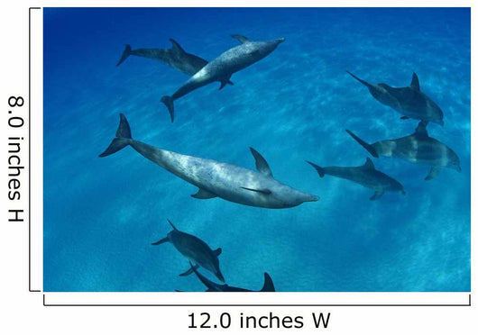 Atlantic Bottlenose Dolphin Interact With Atlantic Spotted Dolphin Wall Mural