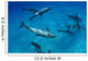 Atlantic Bottlenose Dolphin Interact With Atlantic Spotted Dolphin Wall Mural