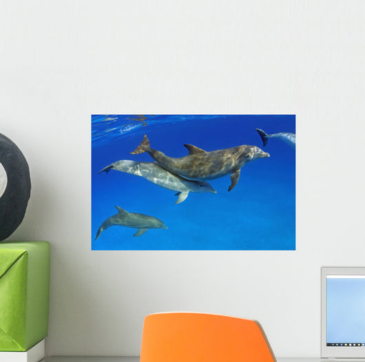 Atlantic Bottlenose Dolphin, Wall Mural