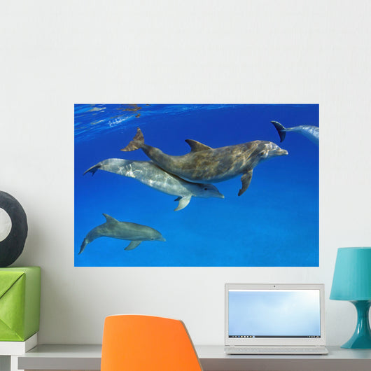 Atlantic Bottlenose Dolphin, Wall Mural