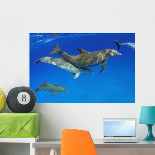 Atlantic Bottlenose Dolphin, Wall Mural