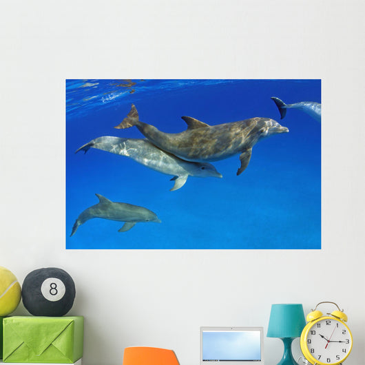 Atlantic Bottlenose Dolphin, Wall Mural