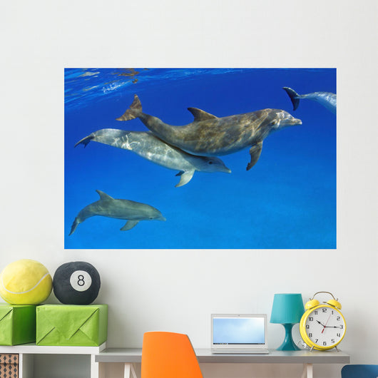 Atlantic Bottlenose Dolphin, Wall Mural