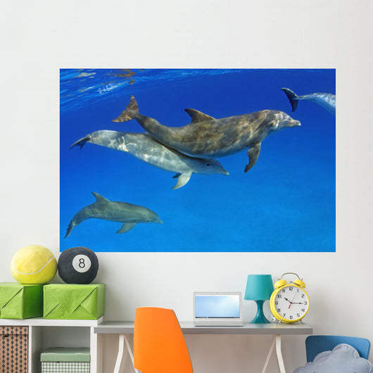 Atlantic Bottlenose Dolphin, Wall Mural