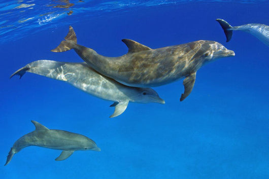 Atlantic Bottlenose Dolphin, Wall Mural