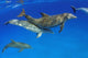 Atlantic Bottlenose Dolphin, Wall Mural