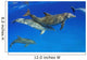 Atlantic Bottlenose Dolphin, Wall Mural