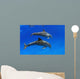 Two Atlantic Bottlenose Dolphin, Wall Mural