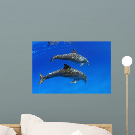 Two Atlantic Bottlenose Dolphin, Wall Mural