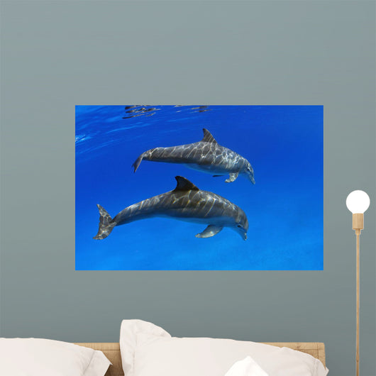 Two Atlantic Bottlenose Dolphin, Wall Mural