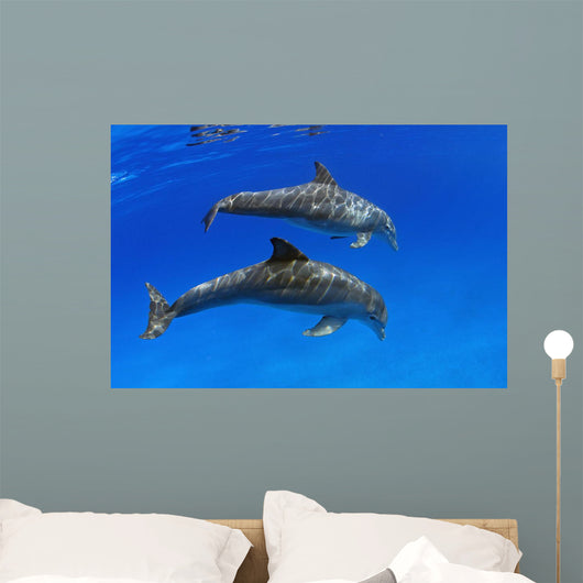Two Atlantic Bottlenose Dolphin, Wall Mural
