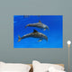 Two Atlantic Bottlenose Dolphin, Wall Mural
