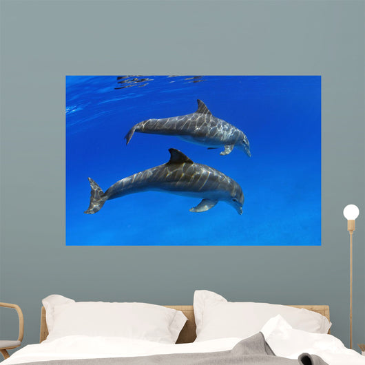 Two Atlantic Bottlenose Dolphin, Wall Mural