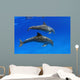 Two Atlantic Bottlenose Dolphin, Wall Mural
