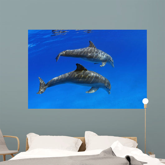 Two Atlantic Bottlenose Dolphin, Wall Mural