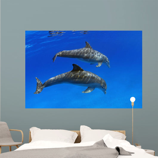 Two Atlantic Bottlenose Dolphin, Wall Mural