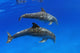 Two Atlantic Bottlenose Dolphin, Wall Mural