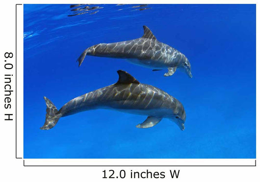 Two Atlantic Bottlenose Dolphin, Wall Mural