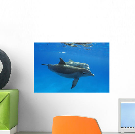 Two Atlantic Bottlenose Dolphin, Wall Mural