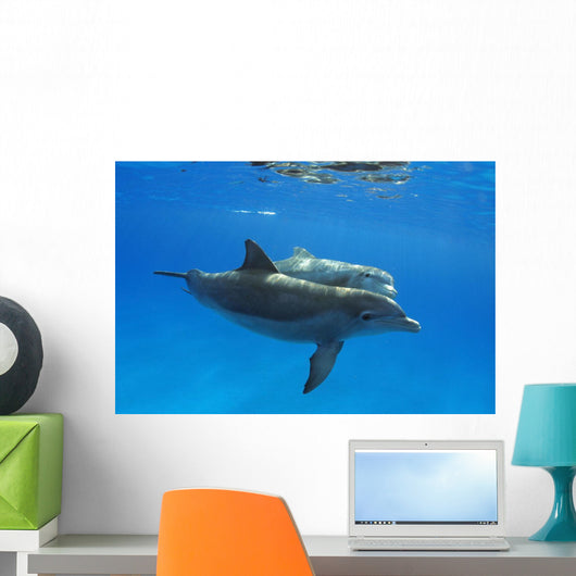 Two Atlantic Bottlenose Dolphin, Wall Mural