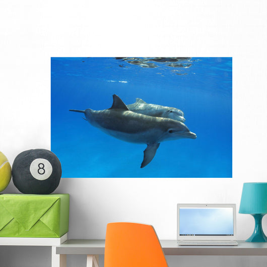 Two Atlantic Bottlenose Dolphin, Wall Mural
