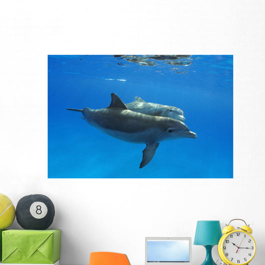 Two Atlantic Bottlenose Dolphin, Wall Mural