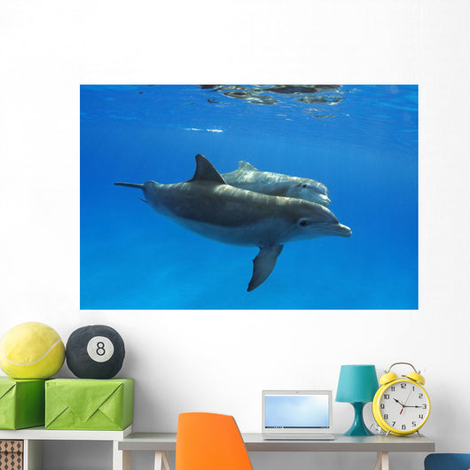 Two Atlantic Bottlenose Dolphin, Wall Mural