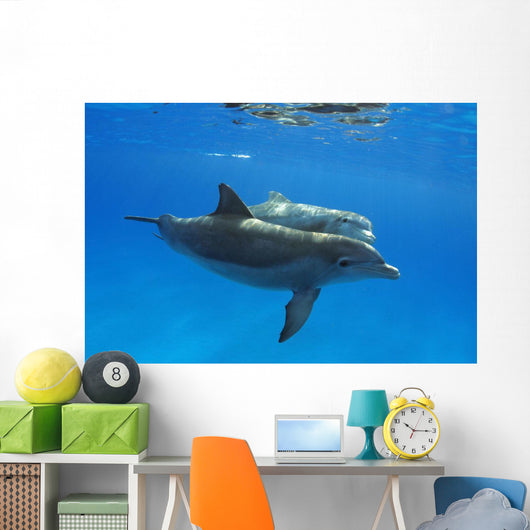 Two Atlantic Bottlenose Dolphin, Wall Mural