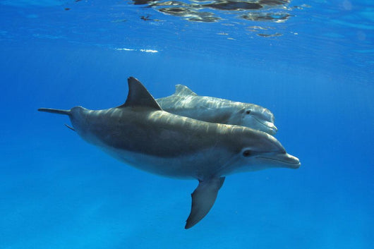 Two Atlantic Bottlenose Dolphin, Wall Mural