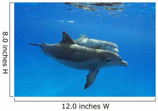 Two Atlantic Bottlenose Dolphin, Wall Mural