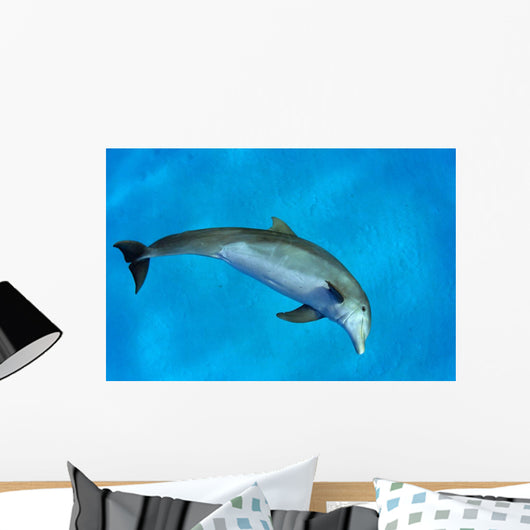 Atlantic Bottlenose Dolphin, Wall Mural