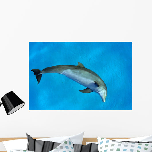 Atlantic Bottlenose Dolphin, Wall Mural