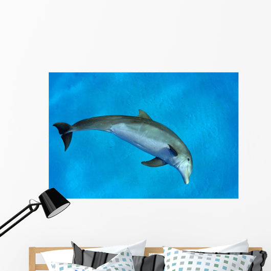 Atlantic Bottlenose Dolphin, Wall Mural