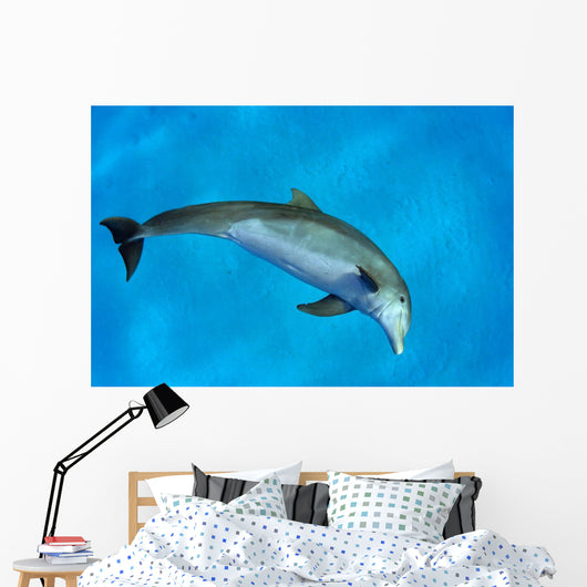 Atlantic Bottlenose Dolphin, Wall Mural